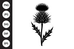 Scottish Thistle SVG Product Image 1