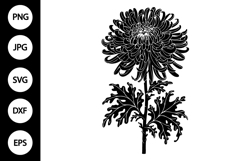 Silhouette Chrysanthemum Flower SVG Product Image 1