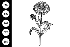 Outline Zinnia SVG, Coloring Page Product Image 1