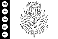 Outline Protea Flower SVG Product Image 1