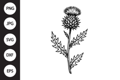 Scottish Thistle SVG Product Image 1