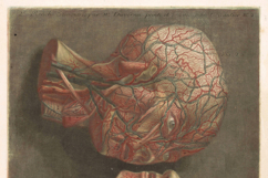 Vintage Anatomy Illustrations Images Bundle Product Image 3