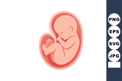Fetus in womb vector illustration showing human embryo devel Product Image 1