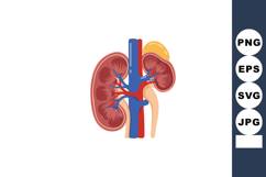 Human kidney anatomy detailed vector diagram showing renal a Product Image 1
