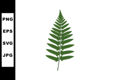 Green fern leaf vector illustration with natural details and Product Image 1