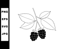 Blackberry fruit branch with leaves black and white botanica Product Image 1