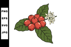 Coffee plant branch with ripe red berries and white flowers Product Image 1