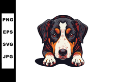 Greater Swiss Mountain Dog lying down with attentive eyes ve Product Image 1
