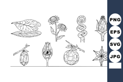 hand drawn medicinal herbs and spices with detailed Product Image 1