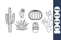 Collection of various desert cacti and succulent plants in b Product Image 1