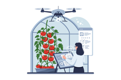 Woman monitoring tomato plants using tablet and drone in mod Product Image 1