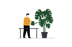 Man watering large green houseplant with watering can in min Product Image 1