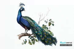Watercolor Peacock clipart png clipart Product Image 1