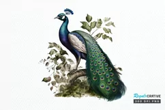 Watercolor Peacock clipart png clipart Product Image 1
