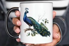 Watercolor Peacock clipart png clipart Product Image 2