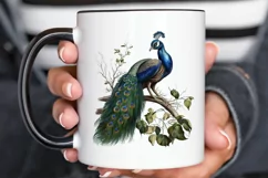 Watercolor Peacock clipart png clipart Product Image 2