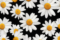 Daisy Flower Pattern Background | Floral Background Product Image 1