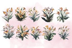 Watercolor Calla Lily Product Image 2