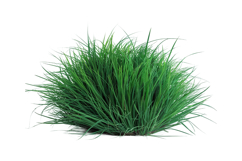 A dense, lush clump of vibrant green grass on a clean Product Image 1