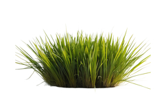 A dense, lush clump of vibrant green grass on a clean Product Image 3
