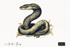 Vintage Goth Snake Clipart | Halloween PNG Product Image 1