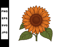 Sunflower with orange petals and green leaves detailed botan Product Image 1