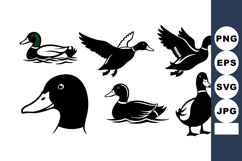 Mallard duck vector set with various poses and flying positi Product Image 1