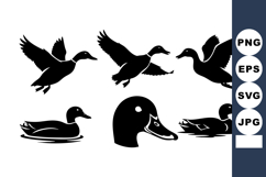 Duck silhouettes flying swimming and close-up vector set wit Product Image 1