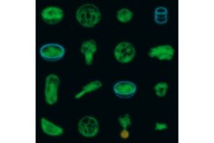 Cabbage icons set vector neon Product Image 1