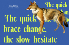 Vardent - Modern Serif Font Product Image 7