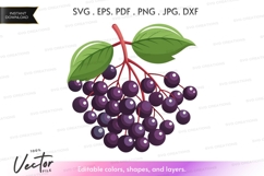 Elderberries vector clipart Product Image 1