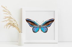 Butterfly - vector watercolor Product Image 3