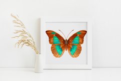 Butterfly - vector watercolor Product Image 2