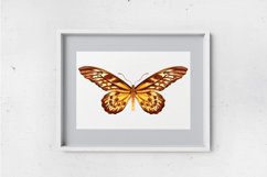 Butterfly - vector watercolor Product Image 4