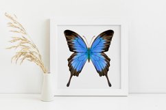 Butterfly - vector watercolor Product Image 2