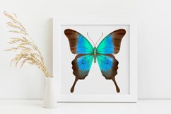 Butterfly - vector watercolor Product Image 2