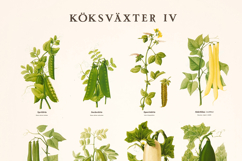 4 Swedish Botanical Vegetable Charts Restored Images Product Image 3