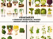 4 Swedish Botanical Vegetable Charts Restored Images Product Image 2