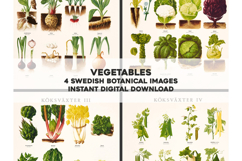 4 Swedish Botanical Vegetable Charts Restored Images Product Image 1
