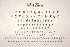 Velvet Bloom Bold Brush Script Font Product Image 2