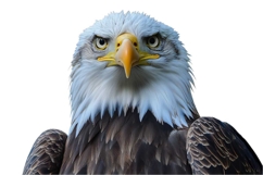 American Eagle Flag Patriotic 4th of July Png Product Image 1