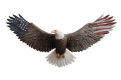 Eagle Clipart 4th of July PNG Product Image 1