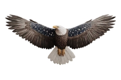 American Eagle Flag Patriotic 4th of July Png Product Image 1