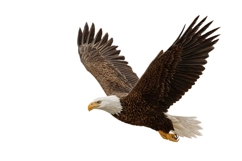 Eagle Clipart PNG Product Image 1