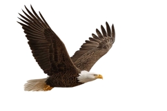 Eagle Flag Patriotic 4th of July PNG Product Image 1