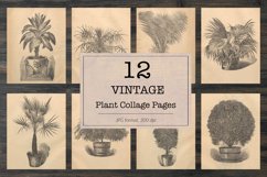 Vintage houseplants illustrations Product Image 1