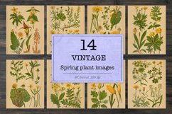 Vintage spring flowers and plants Product Image 1