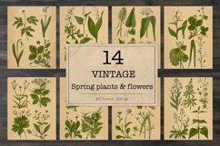 Vintage spring flowers and plants Product Image 1