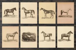 Vintage horse illustrations Product Image 3