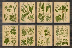 Vintage spring flowers and plants Product Image 3
